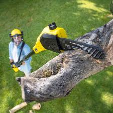 Trusted Forest Lake, MN Tree Services Experts