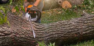 Best Tree Removal  in Forest Lake, MN