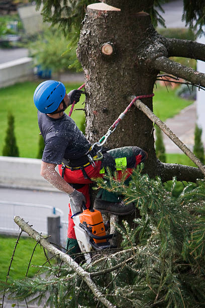 How Our Tree Care Process Works  in  Forest Lake, MN