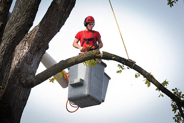 Best Tree and Shrub Care  in Forest Lake, MN