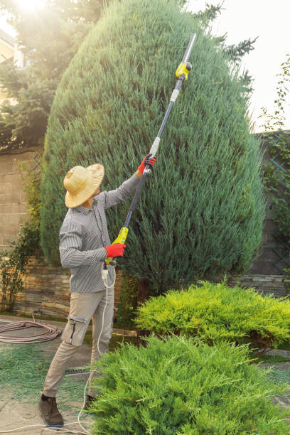 Best Pest Control for Lawns  in Forest Lake, MN